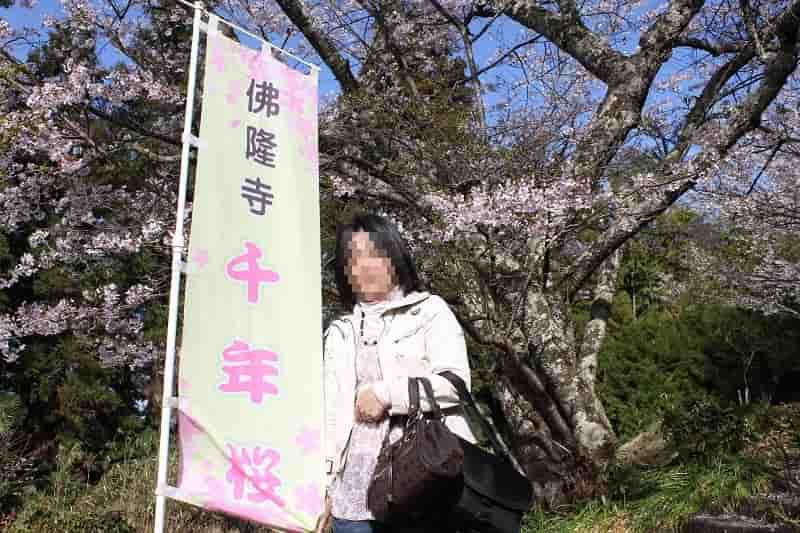 佛隆寺の千年桜です。