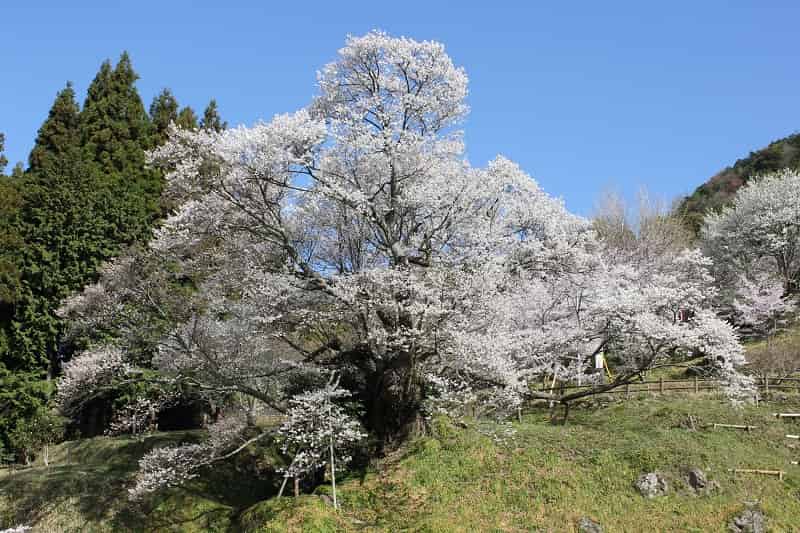 推定樹齢900年の佛隆寺の千年桜です。