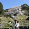 樹齢900年の佛隆寺の千年桜です。