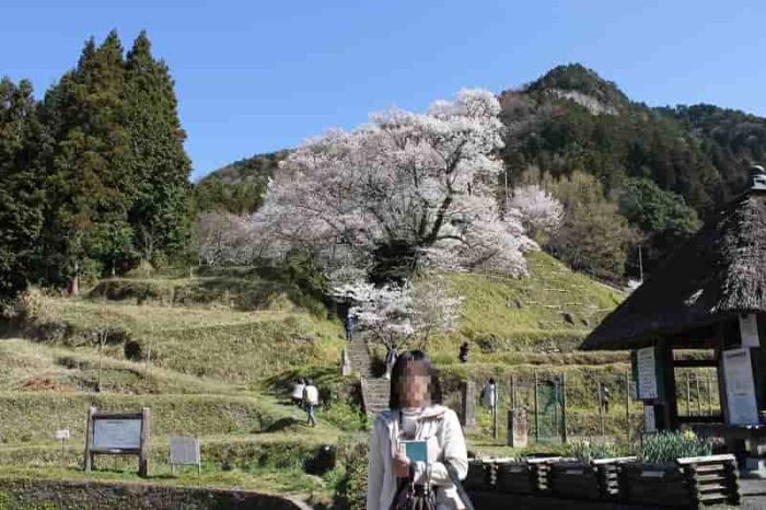 樹齢900年の『佛隆寺の千年桜』です。