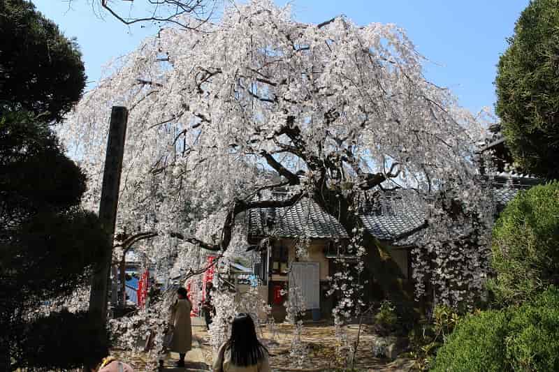 樹齢50年の地福寺のしだれ桜です。