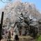 大阪屈指の地福寺のしだれ桜です。
