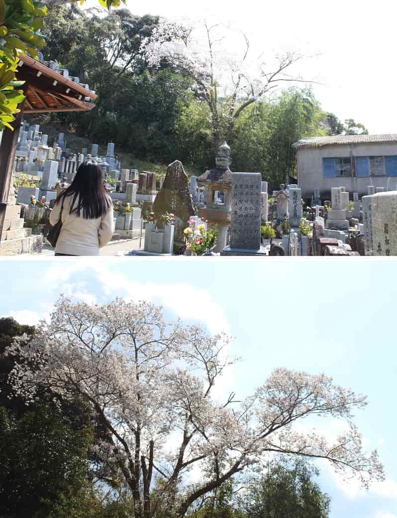 隣接するお墓の中に立つ桜の木です。