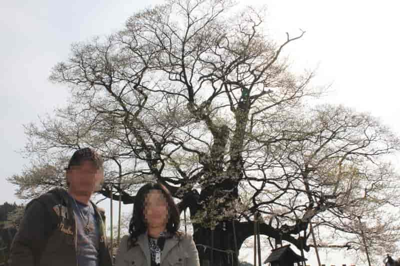 推定樹齢1000年の醍醐桜です。