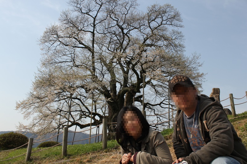 樹齢1000年以上と言われる醍醐桜です。