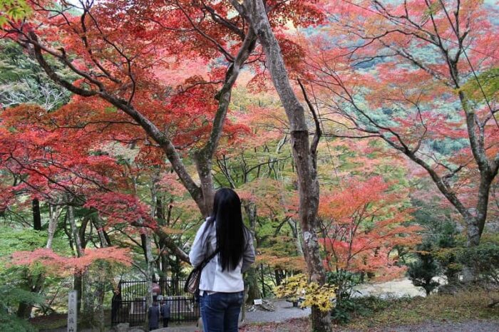 牛滝山大威徳寺の境内で色付く紅葉です。