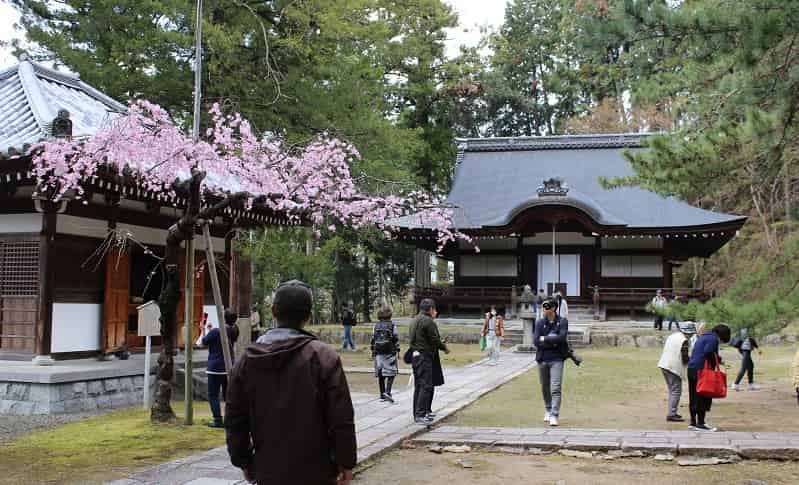 弘川寺の境内に立つ「隅屋桜」です。