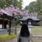 弘川寺の境内の隅屋桜です。