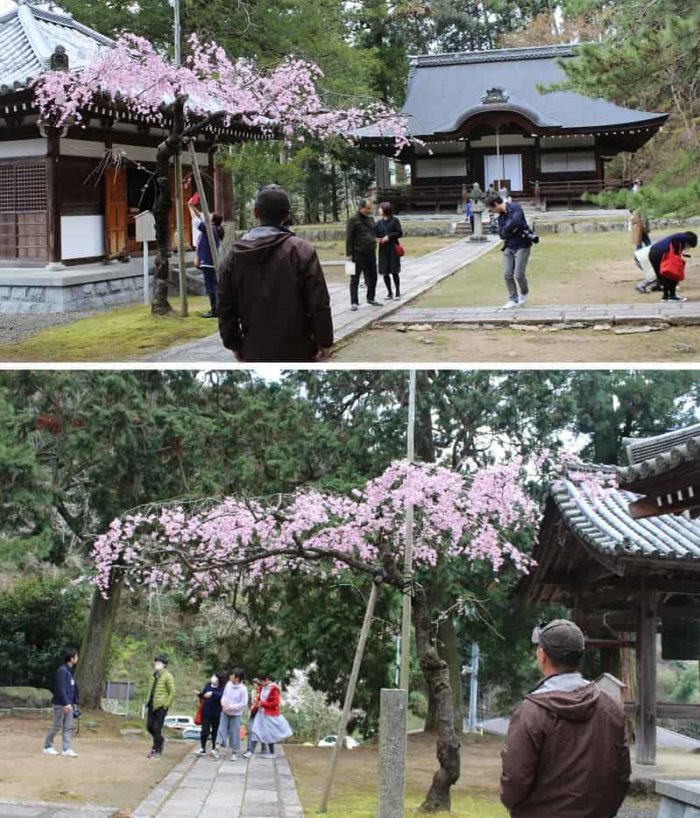 弘川寺の一本桜の名桜「隅屋桜」です。
