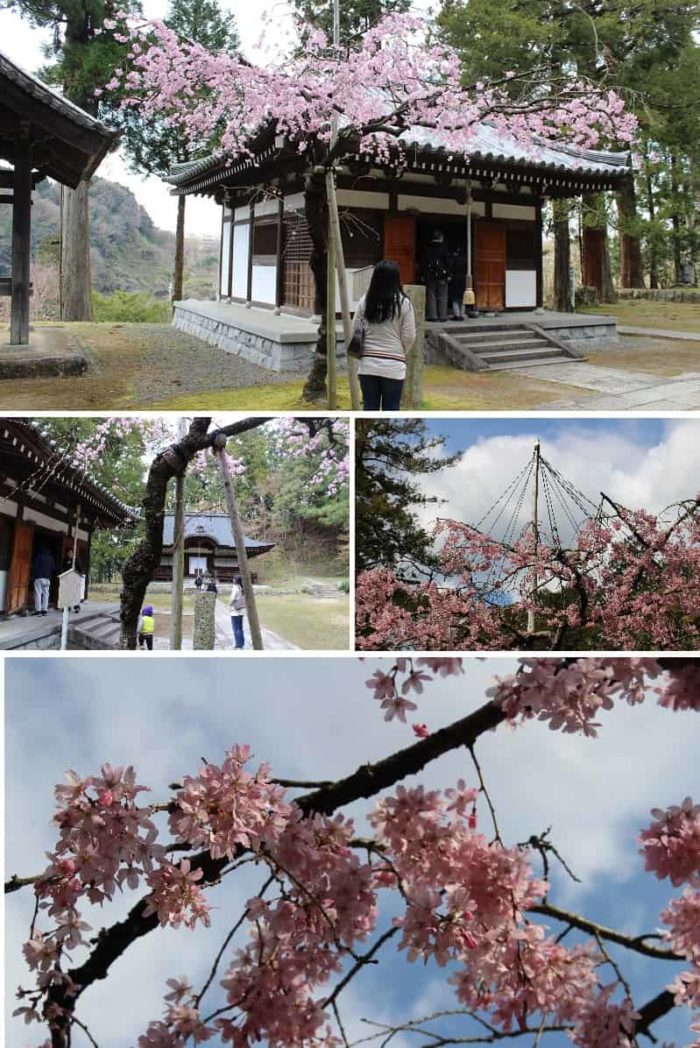 ピンク色の可憐な花を咲かせます。