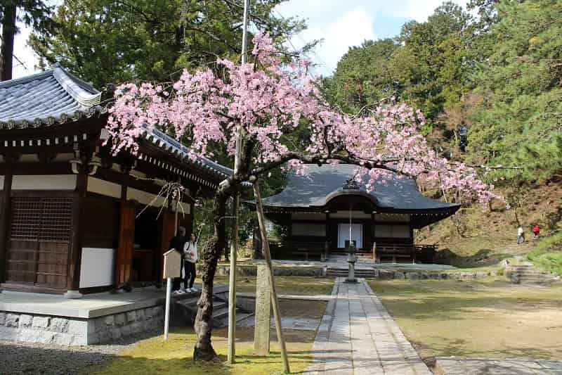 弘川寺にある小さな名桜「隅屋桜」です。