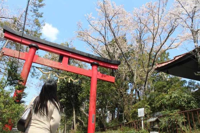 樹齢400年の名桜「慈眼院の姥桜」です。