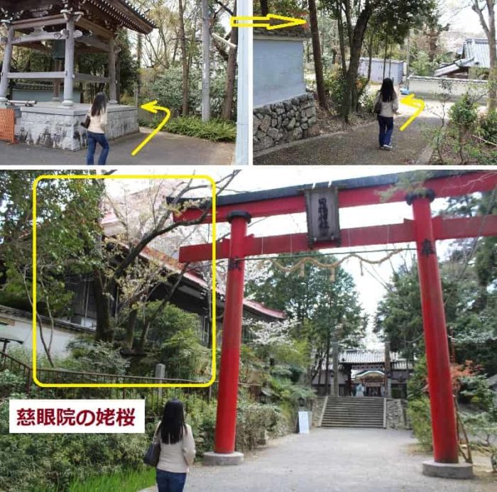 朱色の鳥居の左手側に立つ姥桜です。