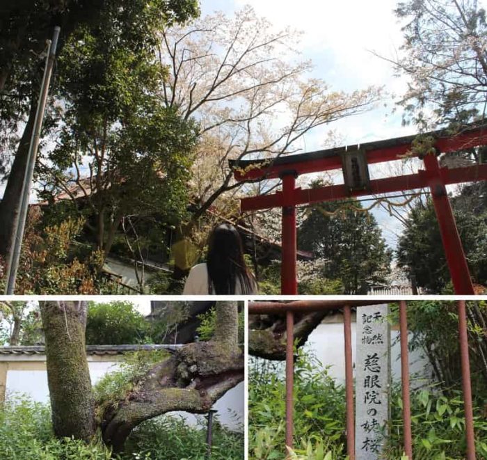日根神社の参道より望む姥桜です。