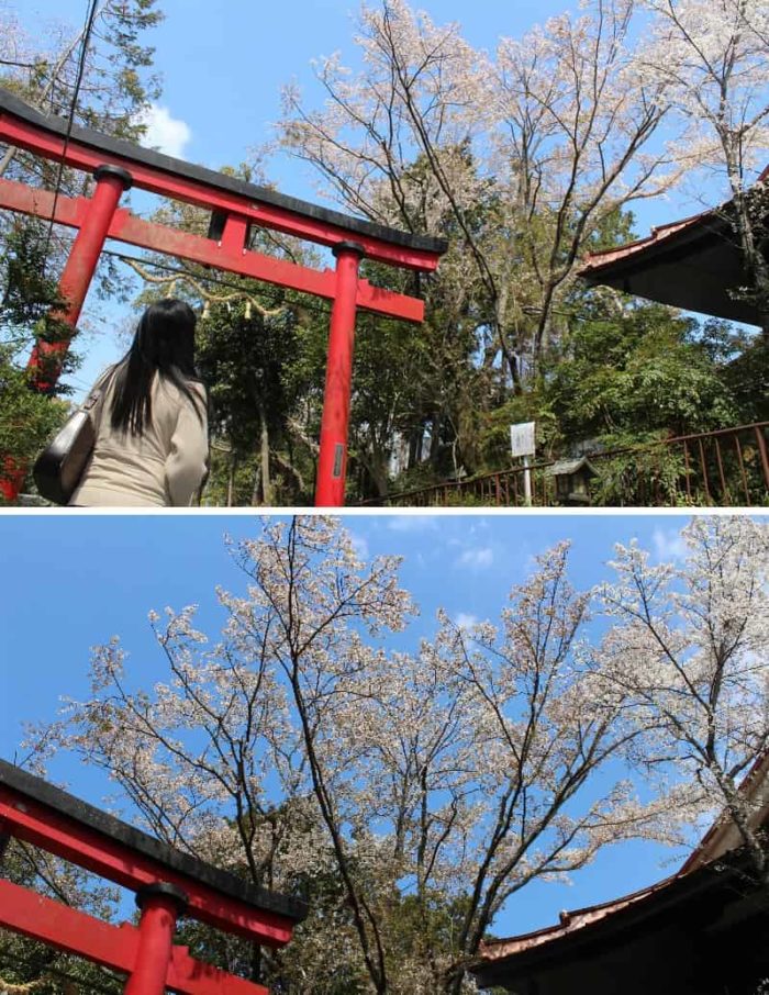 姥桜の樹姿は天に向かって伸びます。