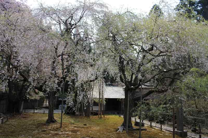 常照皇寺の庭園の桜の木々の様子です。