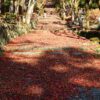 鶏足寺の参道の敷きもみじです。
