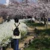 桜とユキヤナギの優美な姿です。