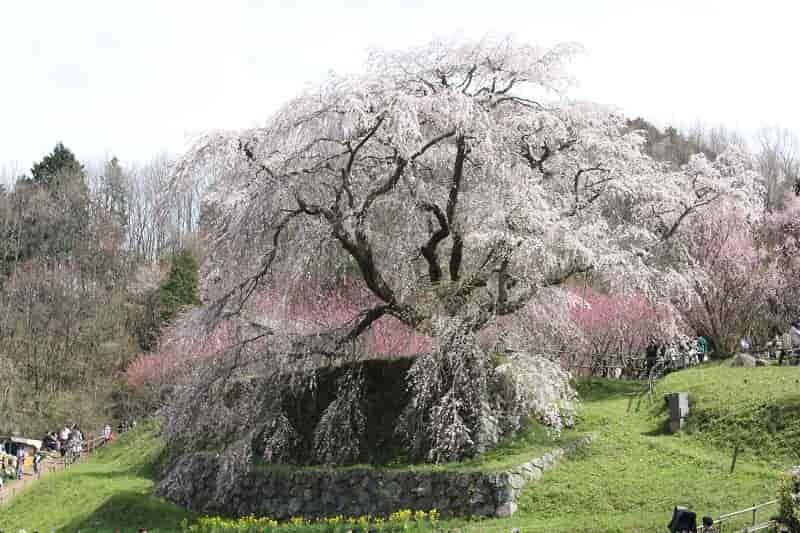 樹齢300年の又兵衛桜です。