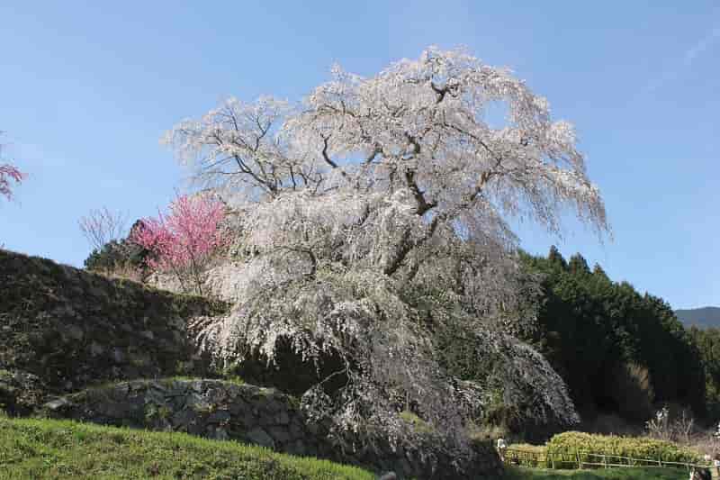 正式名称は本郷の瀧桜です。