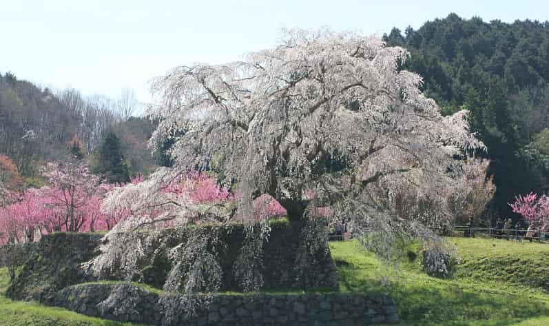 推定樹齢300年の又兵衛桜です。