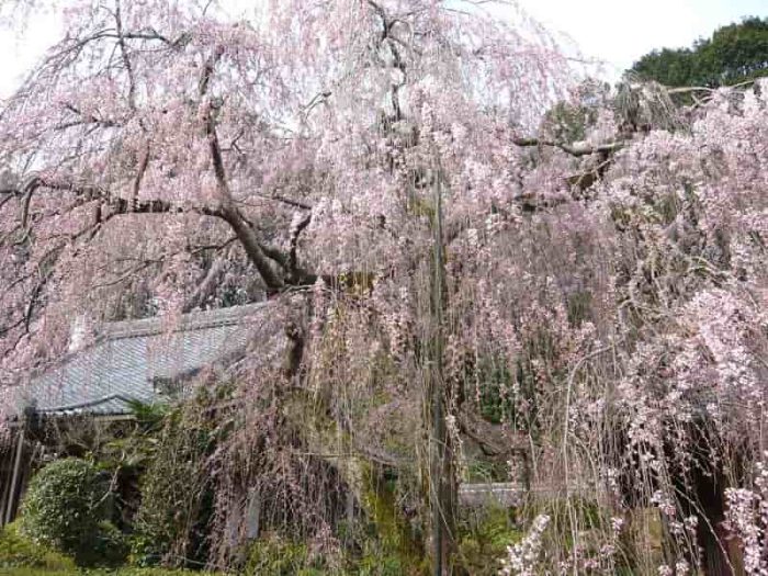 樹齢300年の2本の小糸しだれ桜です。