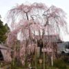 樹齢300余年の『小糸のしだれ桜』です。