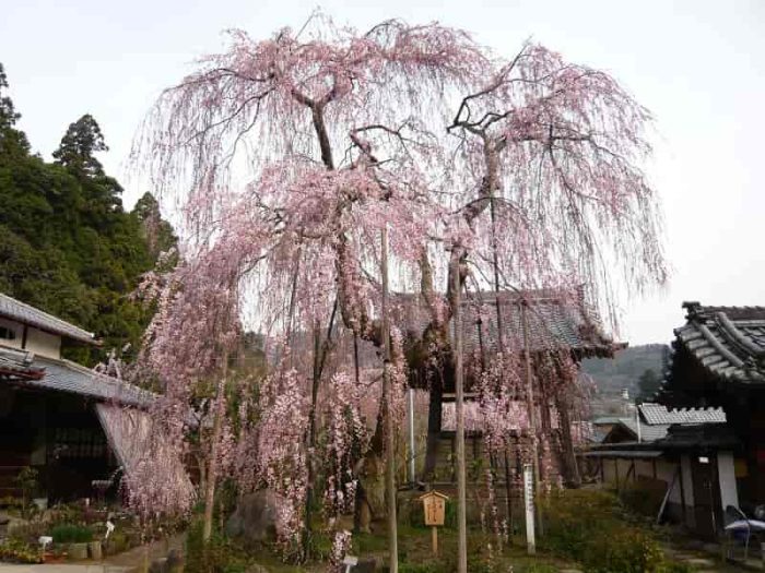 樹齢300余年の『小糸のしだれ桜』です。