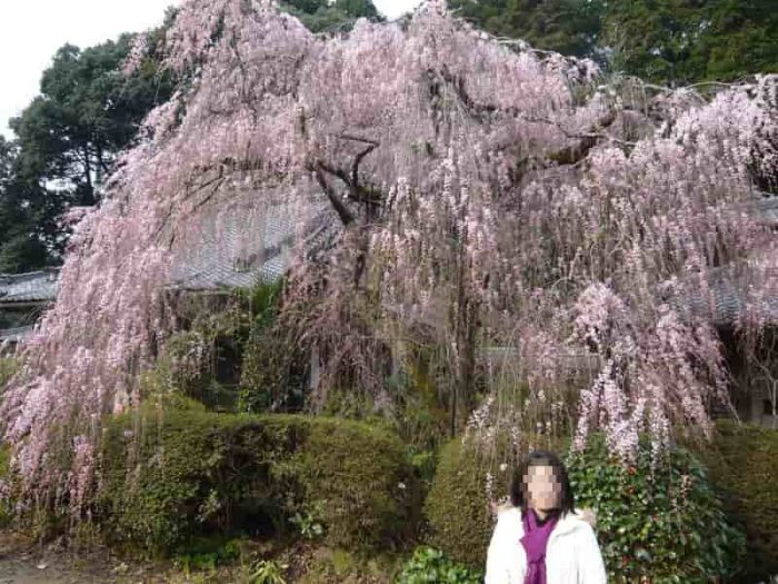 珍しい品種となる『小糸しだれ桜』です。