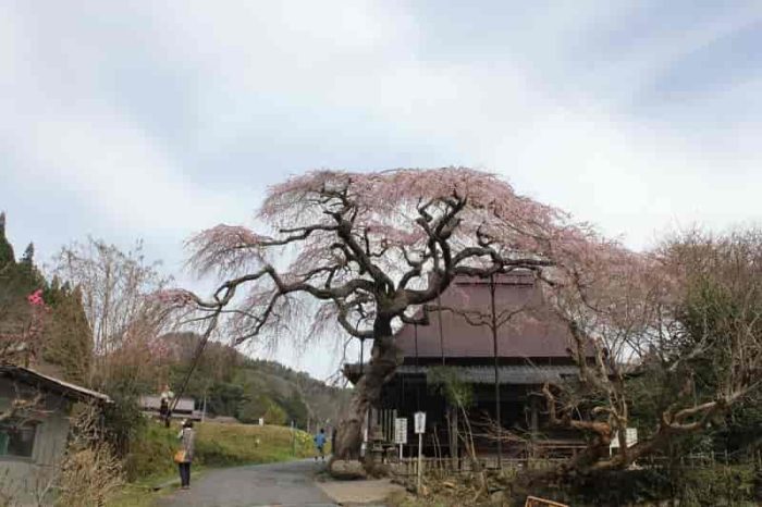 西光寺に鎮座する『城之山桜』です。