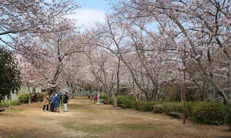 桜が咲き乱れる大井関公園の様子です。