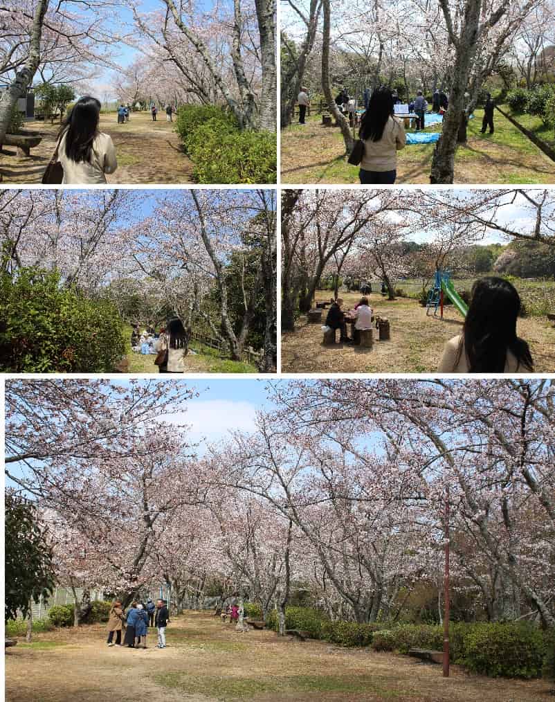 泉佐野随一の桜の名所「大井関公園」です。