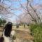 桜の名所「大井関公園」です。