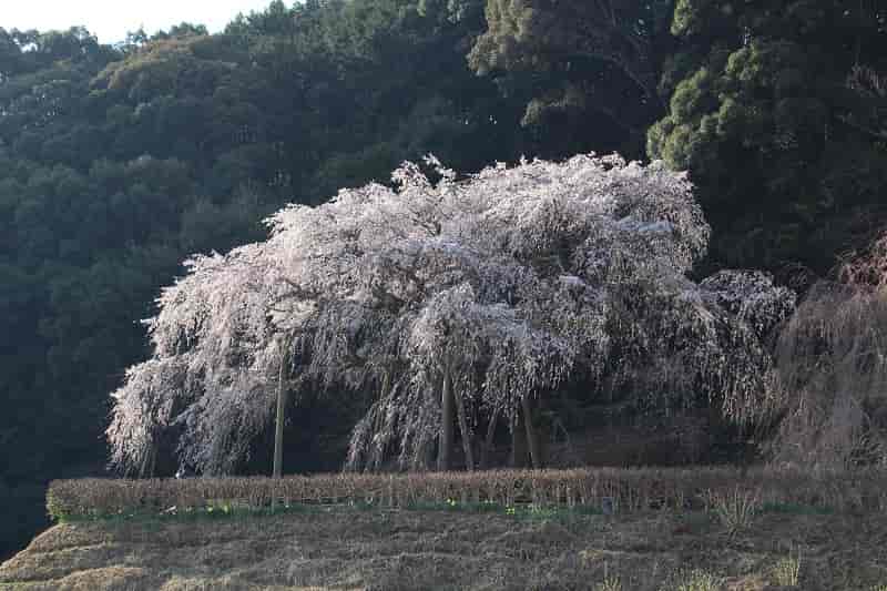 奥山田のしだれ桜です。