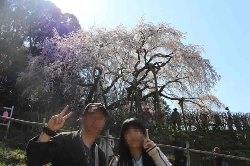 奥山田のしだれ桜 アクセス 駐車場 樹齢1300年の一本桜 気まぐれファミリー弾丸旅物語