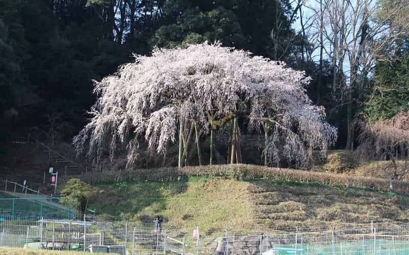 樹齢1300年の奥山田のしだれ桜です。