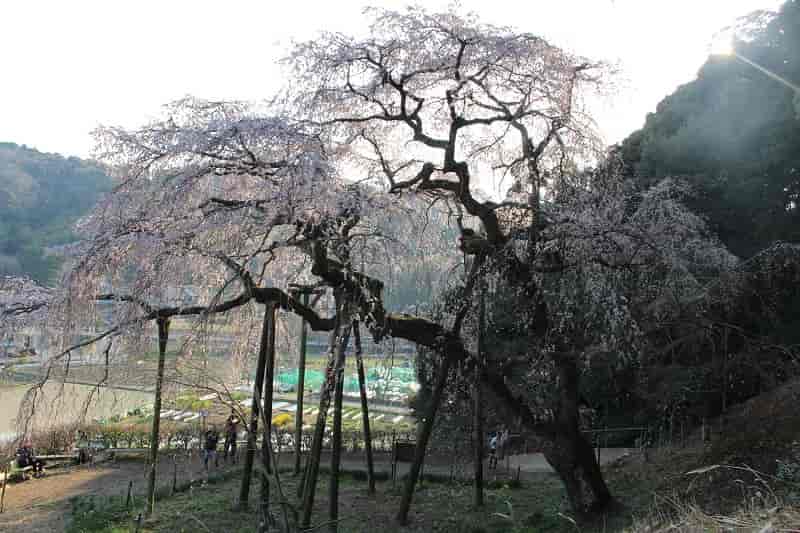 散策路から眺める奥山田のしだれ桜です。