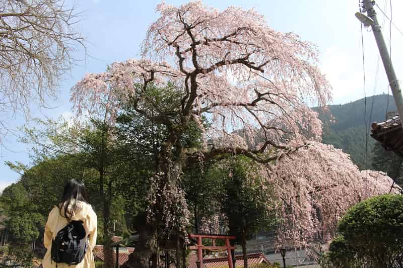 一本桜の名桜「来迎院のしだれ桜」です。