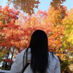 大阪府屈指の紅葉の名所の三色彩道です。