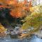 摂津峡公園の渓谷沿いの紅葉です。