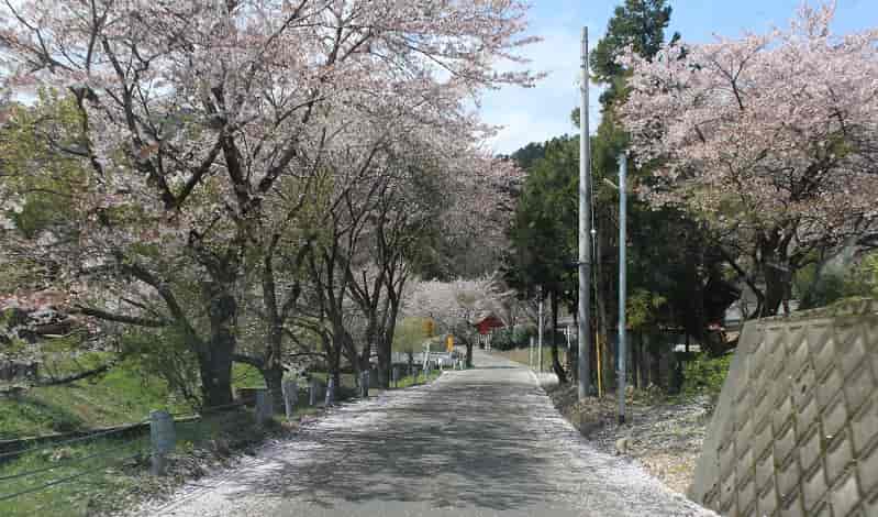 酒波寺周辺の桜並木です。