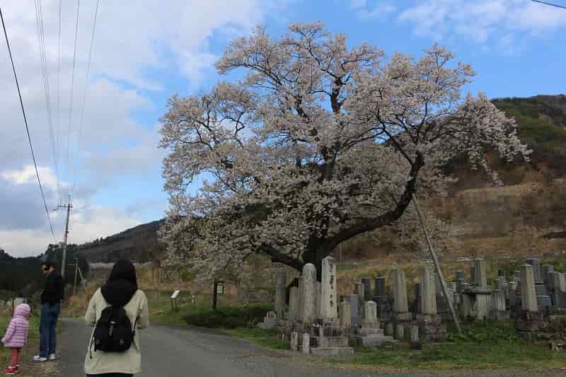 滋賀県下最大級の名桜「清水の桜」です。