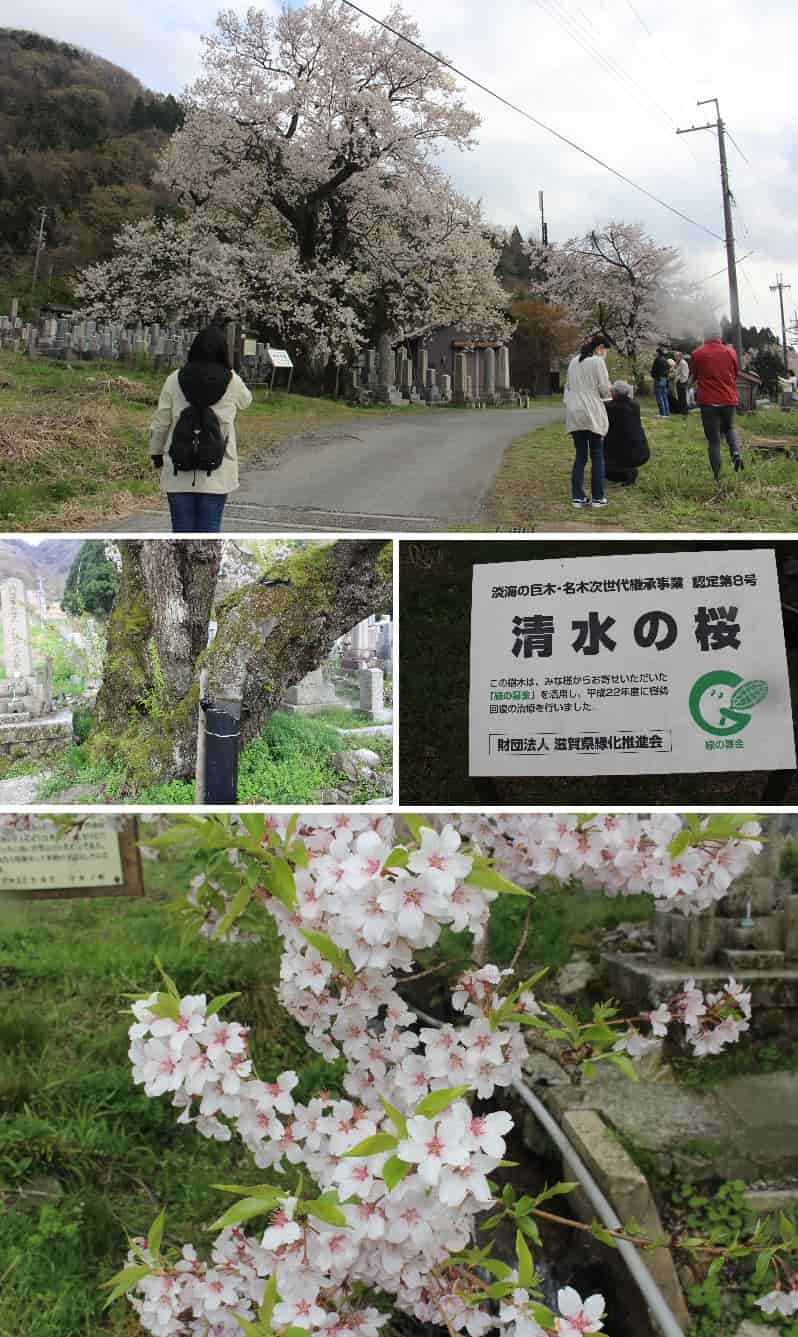 樹齢300年以上の巨桜「清水の桜」です。