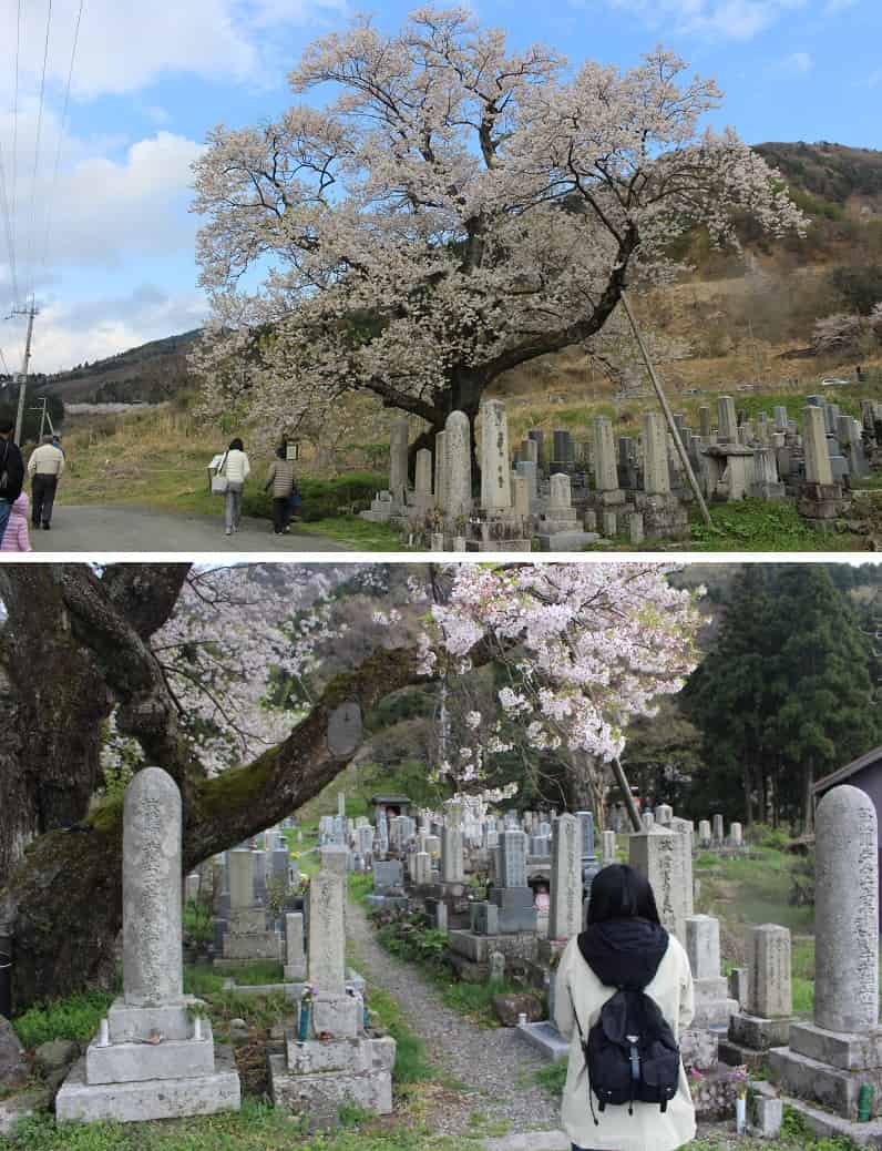 海津の墓地の一角に立つ「清水の桜」です。