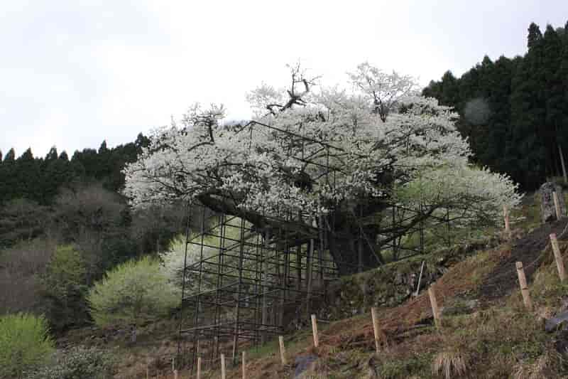 樹齢1000年の名桜の樽見の大桜です。