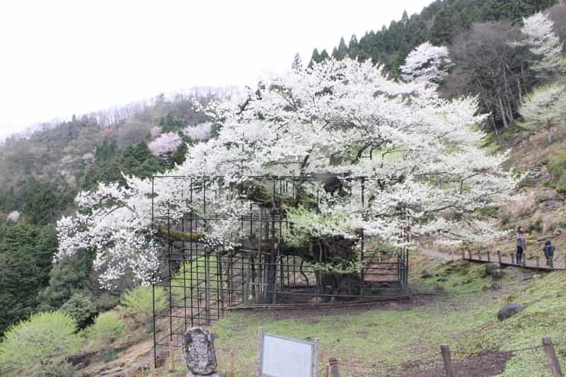 県下一の一本桜の樽見の大桜です。