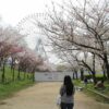 天保山公園に立ち並ぶ桜の木々です。