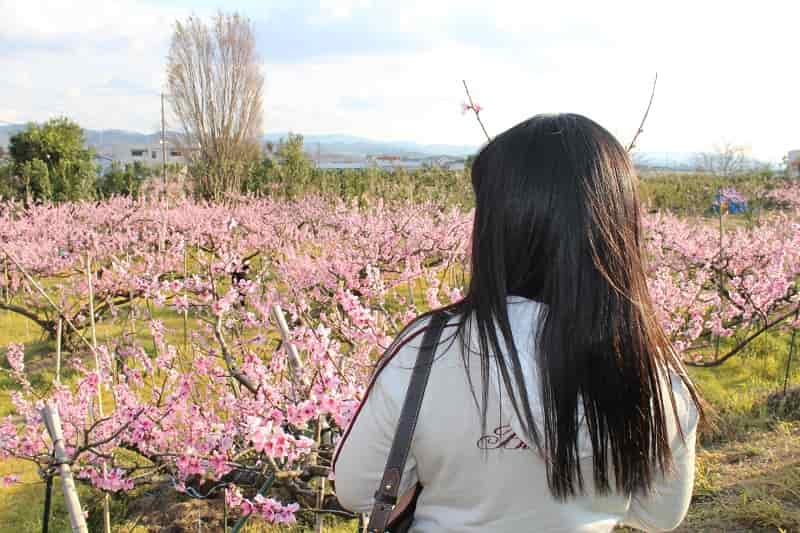 桃源郷 アクセス 駐車場 開花 ひと目十万本の桃畑 気まぐれファミリー弾丸旅物語