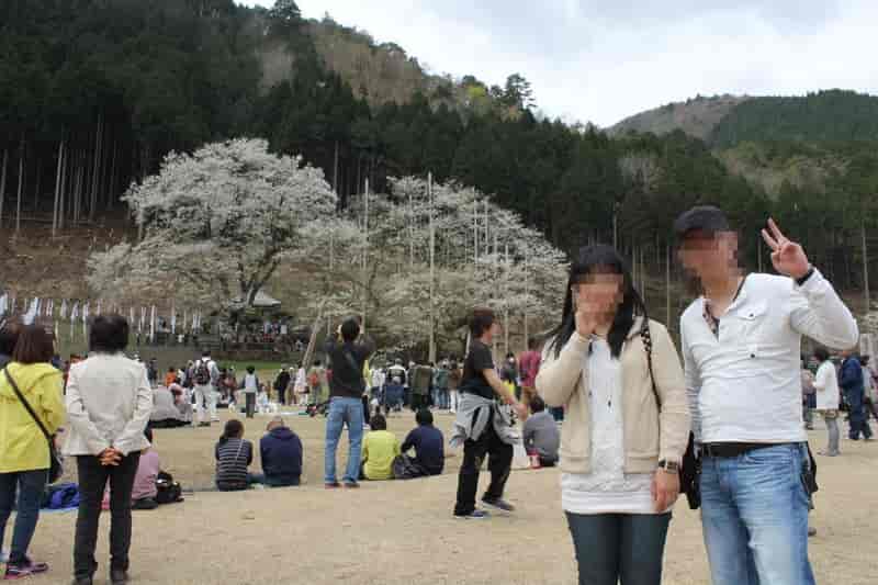 日本三大巨桜のひとつ淡墨桜です。