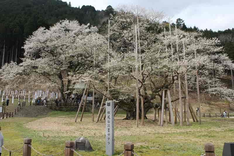 樹齢が1500年以上の名桜です。
